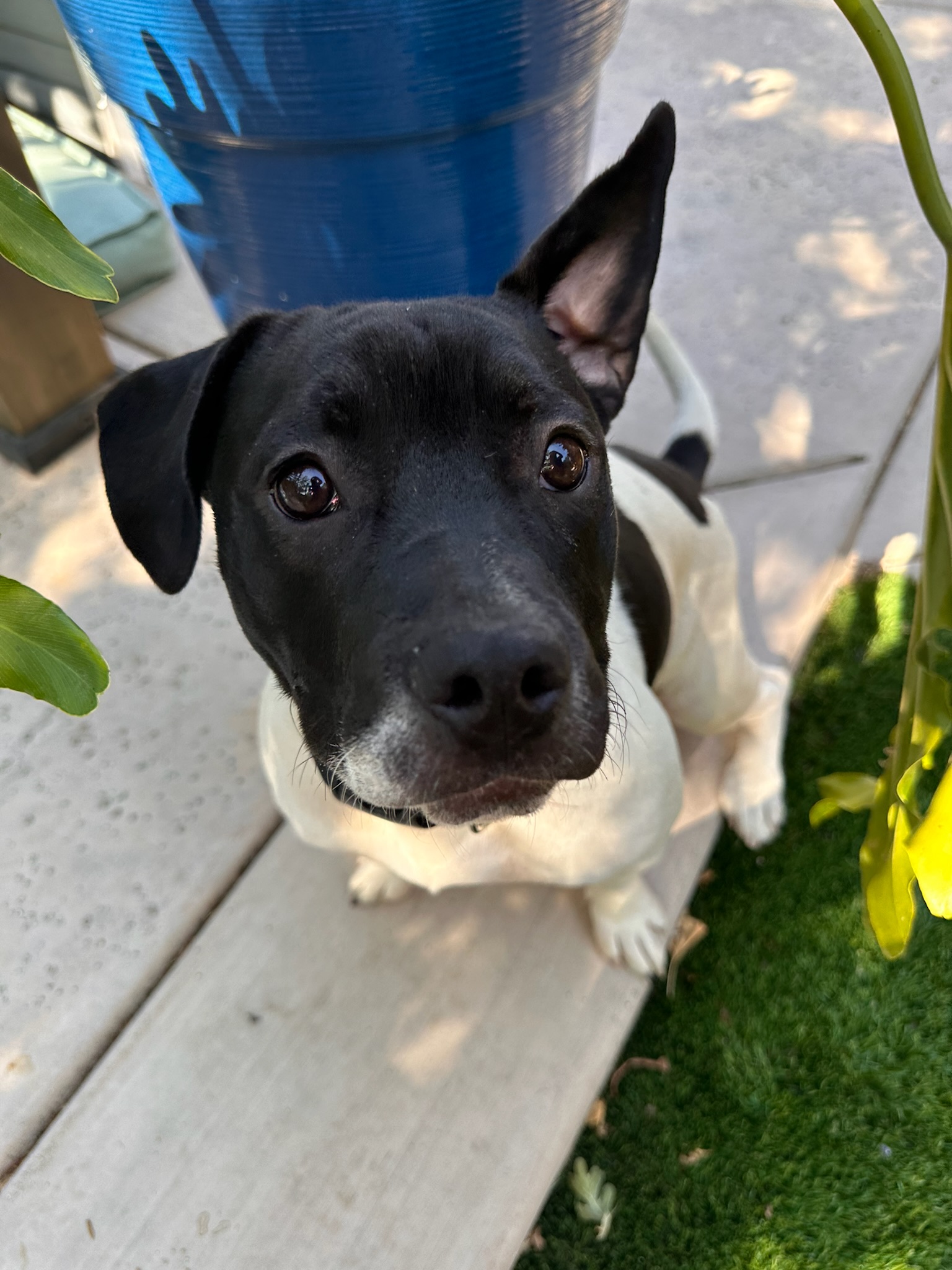 Enlarge Faith aka "Sassypants", a Adopted Pit Bull Terrier in SACRAMENTO, CA image 2/6