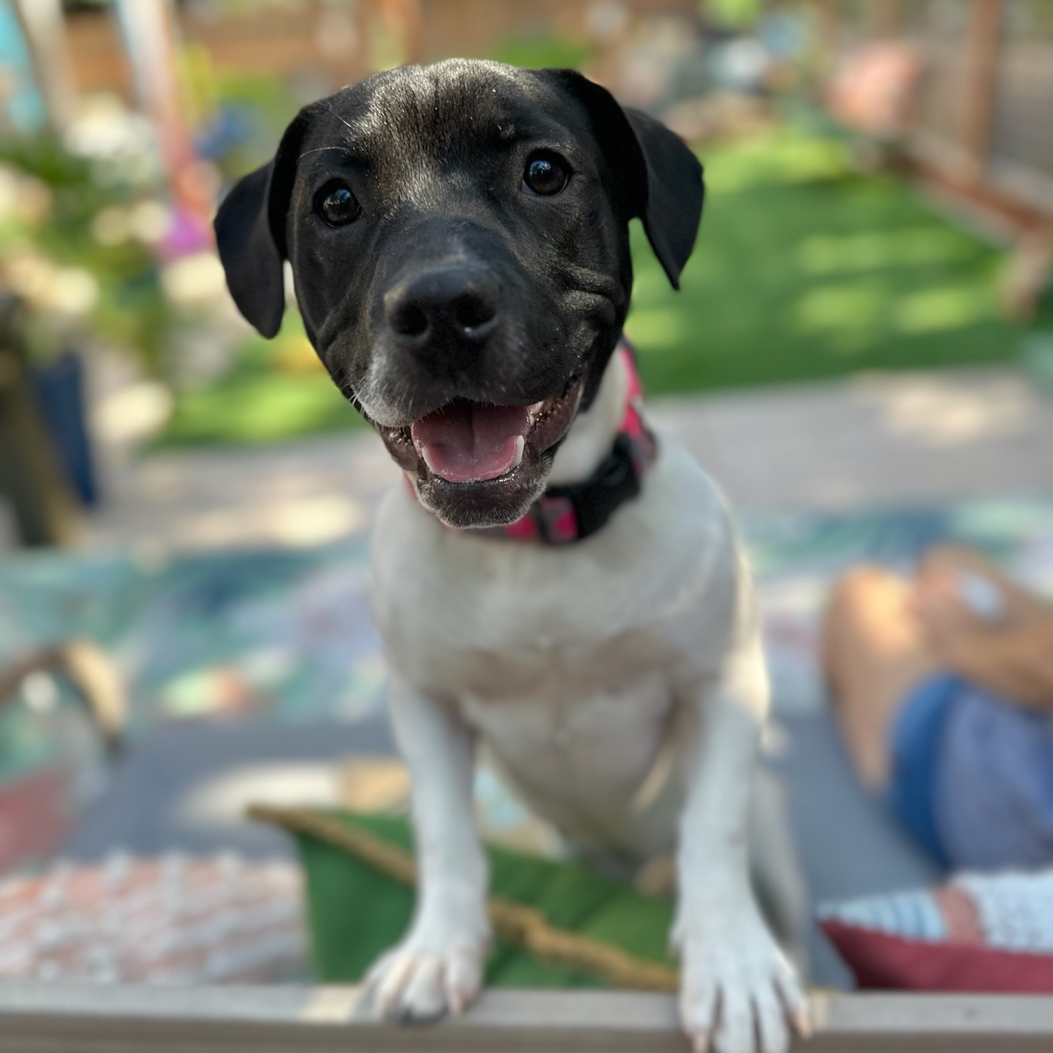 Enlarge Faith aka "Sassypants", a Adopted Pit Bull Terrier in SACRAMENTO, CA image 4/6