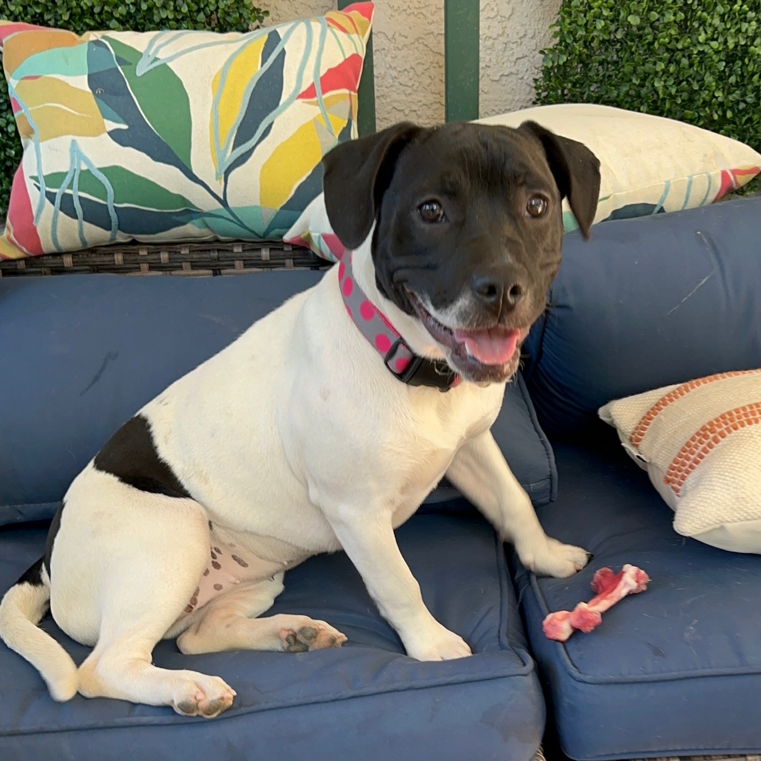 Enlarge Faith aka "Sassypants", a Adopted Pit Bull Terrier in SACRAMENTO, CA image 5/6