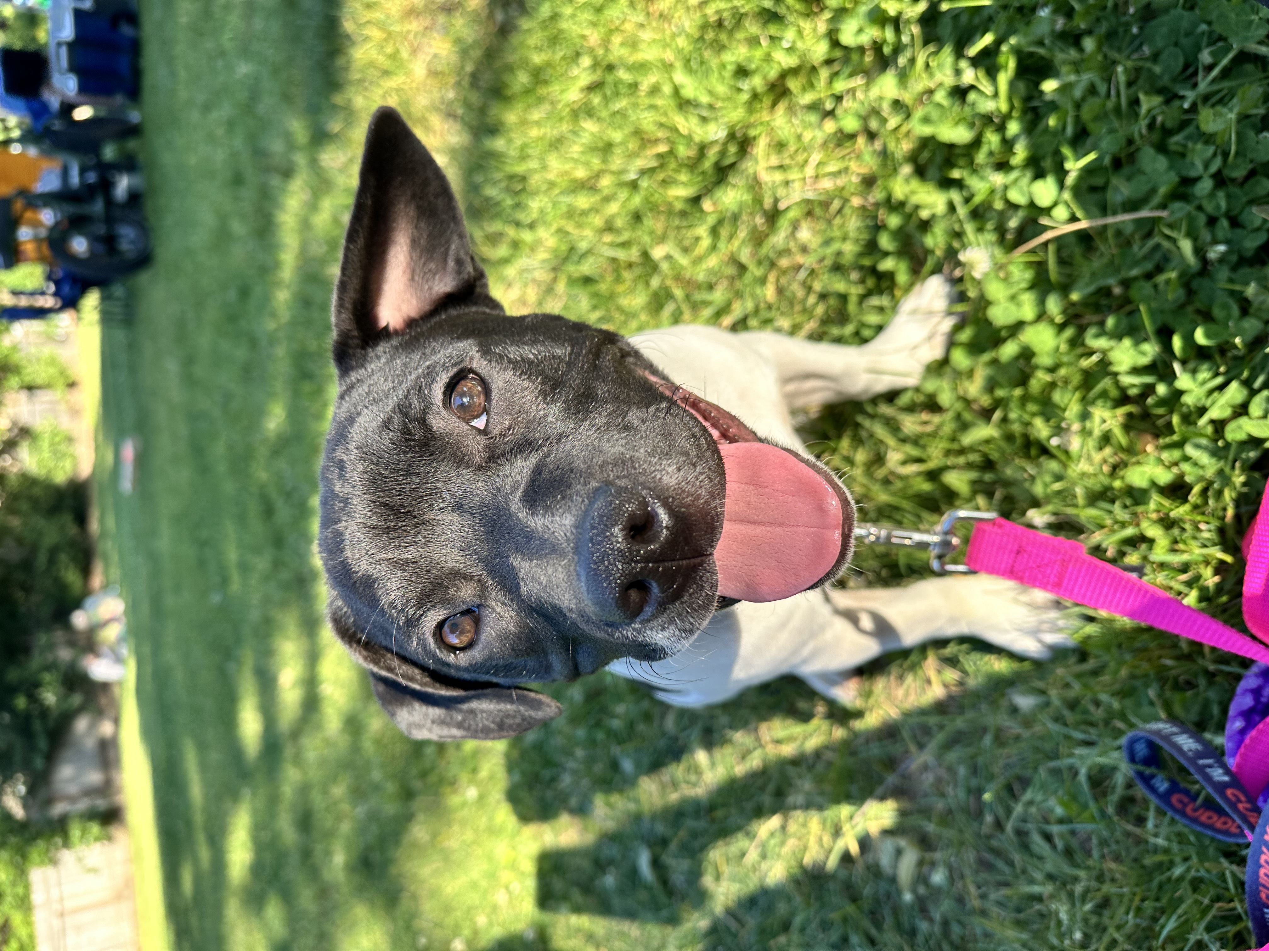 Faith aka "Sassypants", Adopted, Young Female Pit Bull Terrier.