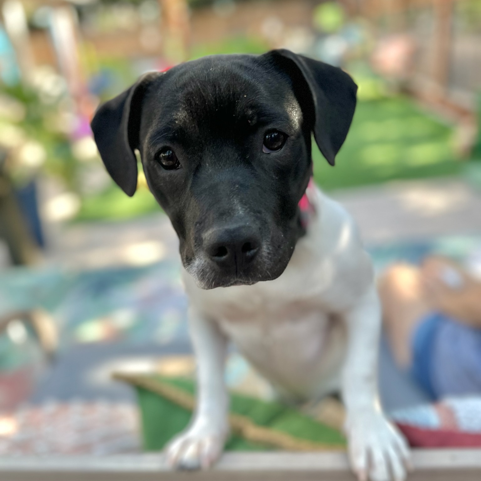 Enlarge Faith aka "Sassypants", a Adopted Pit Bull Terrier in SACRAMENTO, CA image 6/6