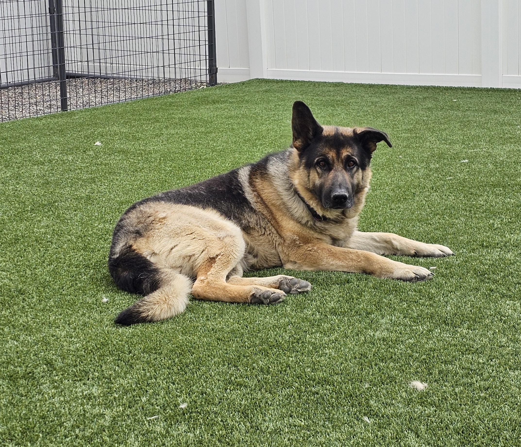 Enlarge Max, an adopted German Shepherd Dog in Eagle, ID image 3/4