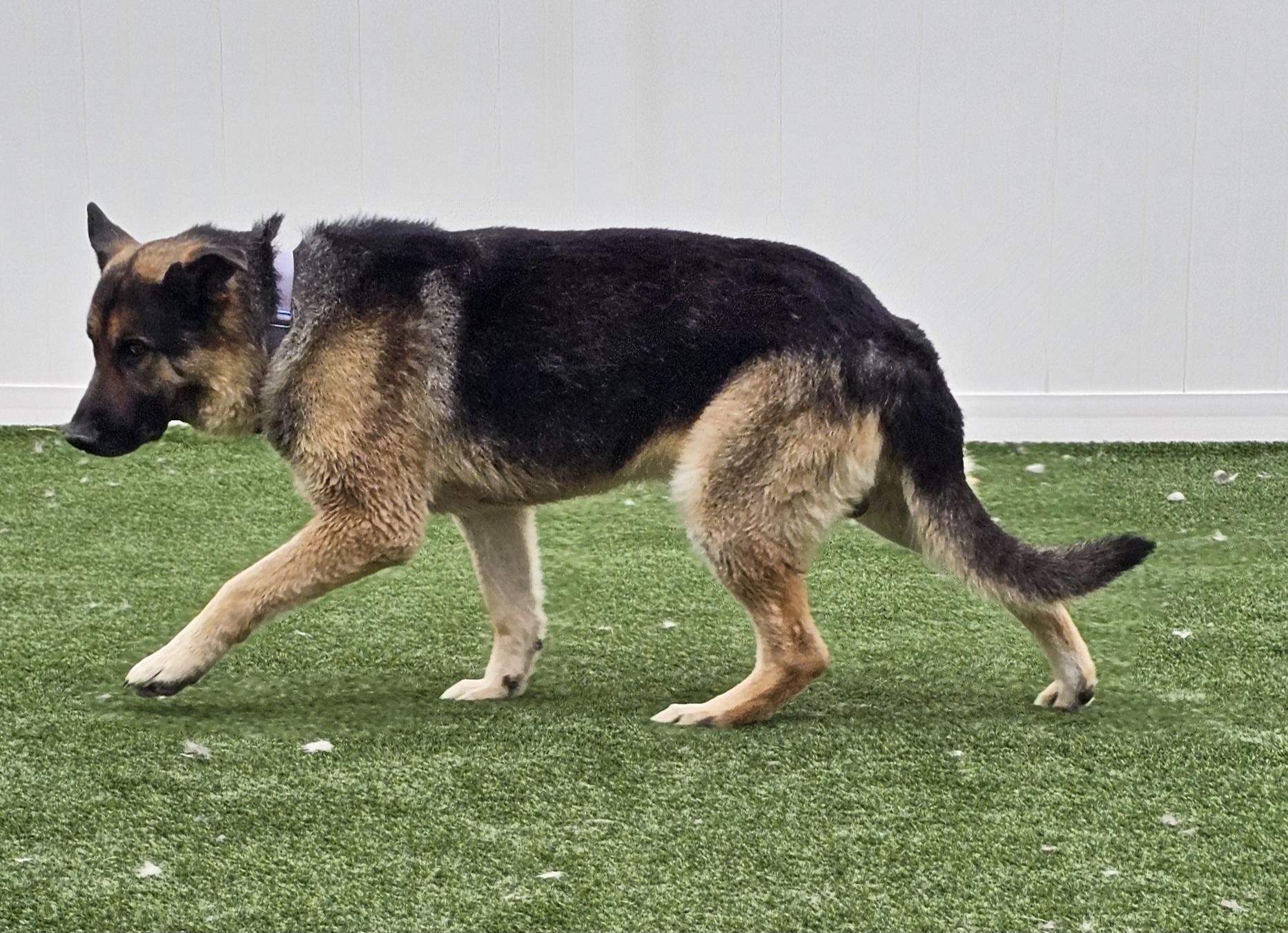 Enlarge Max, an adopted German Shepherd Dog in Eagle, ID image 4/4