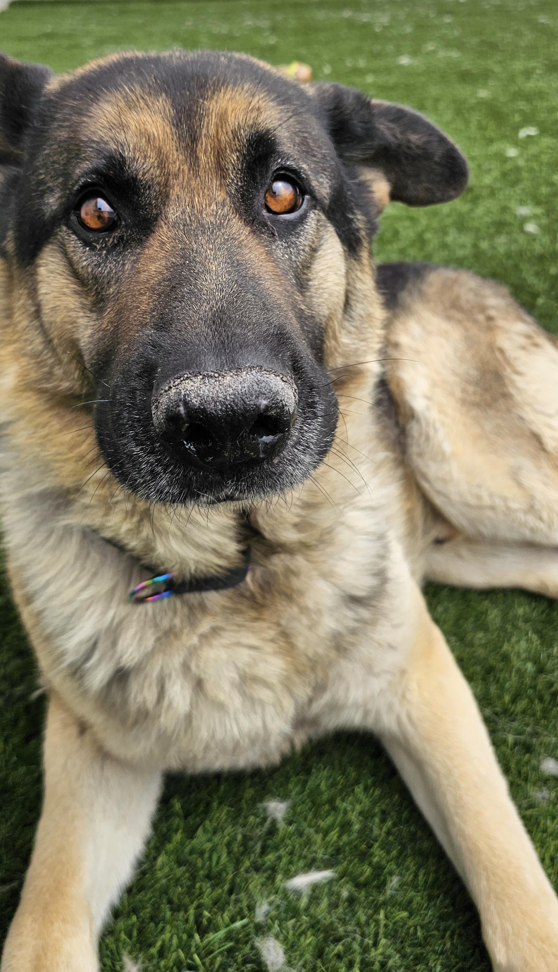 Enlarge Max, an adopted German Shepherd Dog in Eagle, ID image 2/4