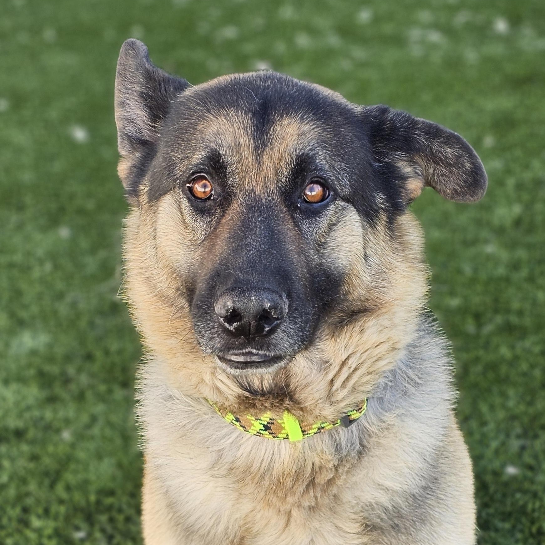 Enlarge Max, an adopted German Shepherd Dog in Eagle, ID image 1/4