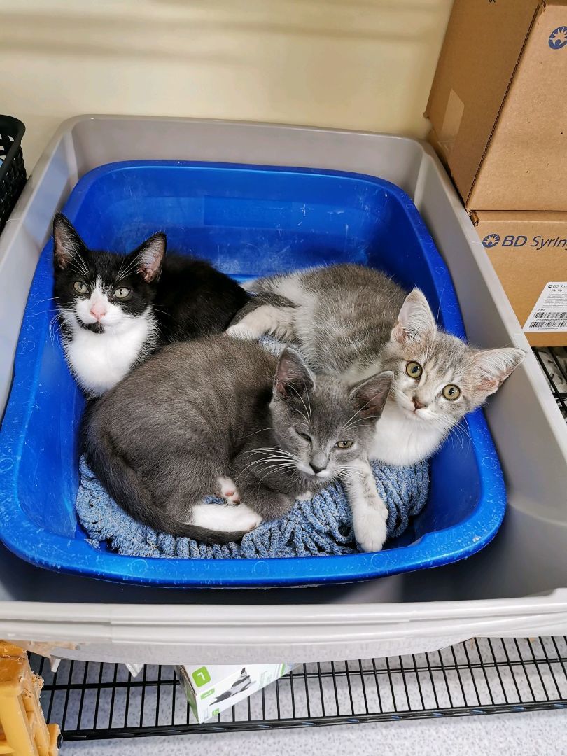 Ratatouille (a.k.a. Touille), Adopted, Kitten Female Domestic Short Hair.