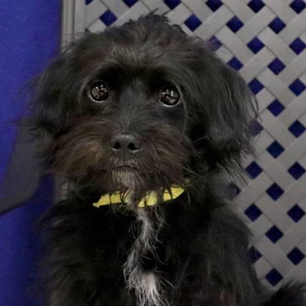 Bingo, Adoptable, Adult Male Terrier.