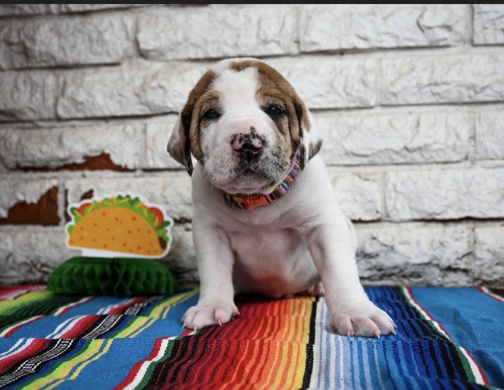 Enlarge Queso, a Adoptable mixed breed in Warr Acres, OK image 1/6