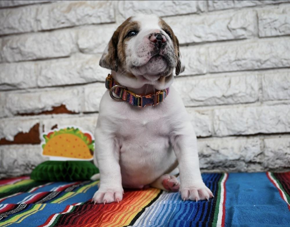 Enlarge Queso, a Adoptable mixed breed in Warr Acres, OK image 2/6