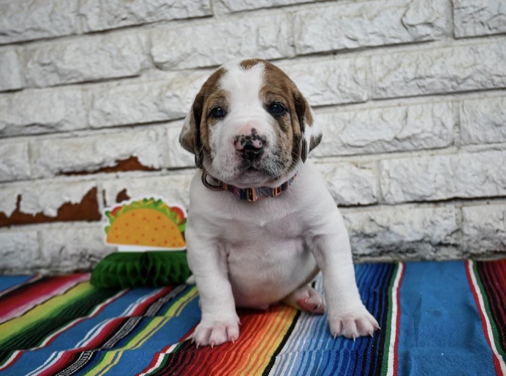 Enlarge Queso, a Adoptable mixed breed in Warr Acres, OK image 4/6