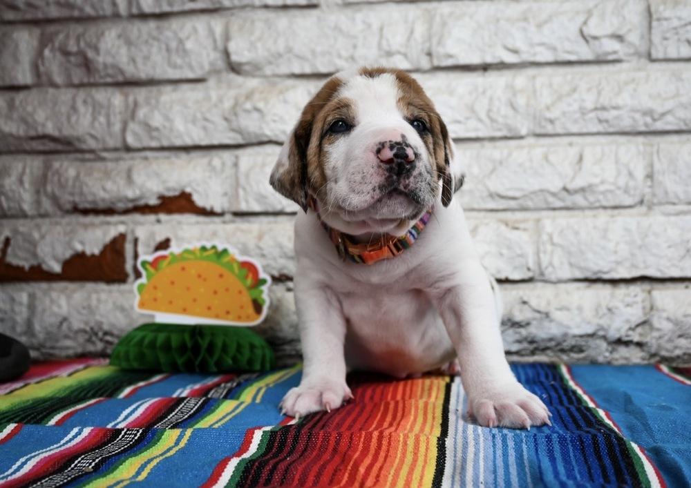 Enlarge Queso, a Adoptable mixed breed in Warr Acres, OK image 6/6