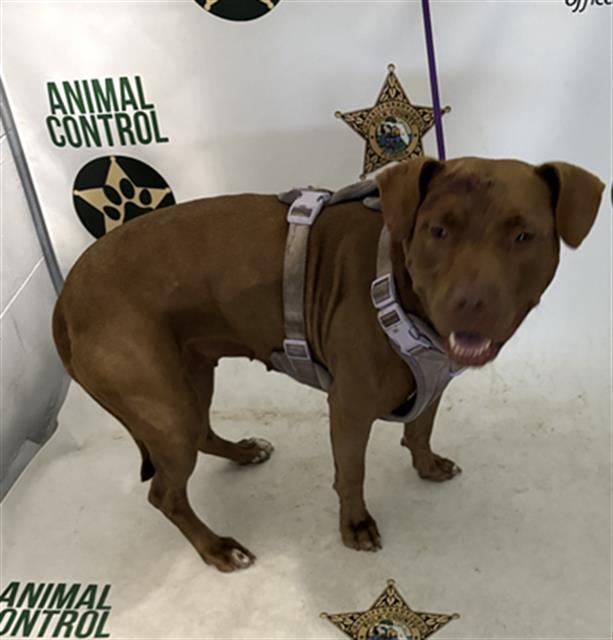 LADY GODIVA, Adoptable, Adult Female American Bulldog.
