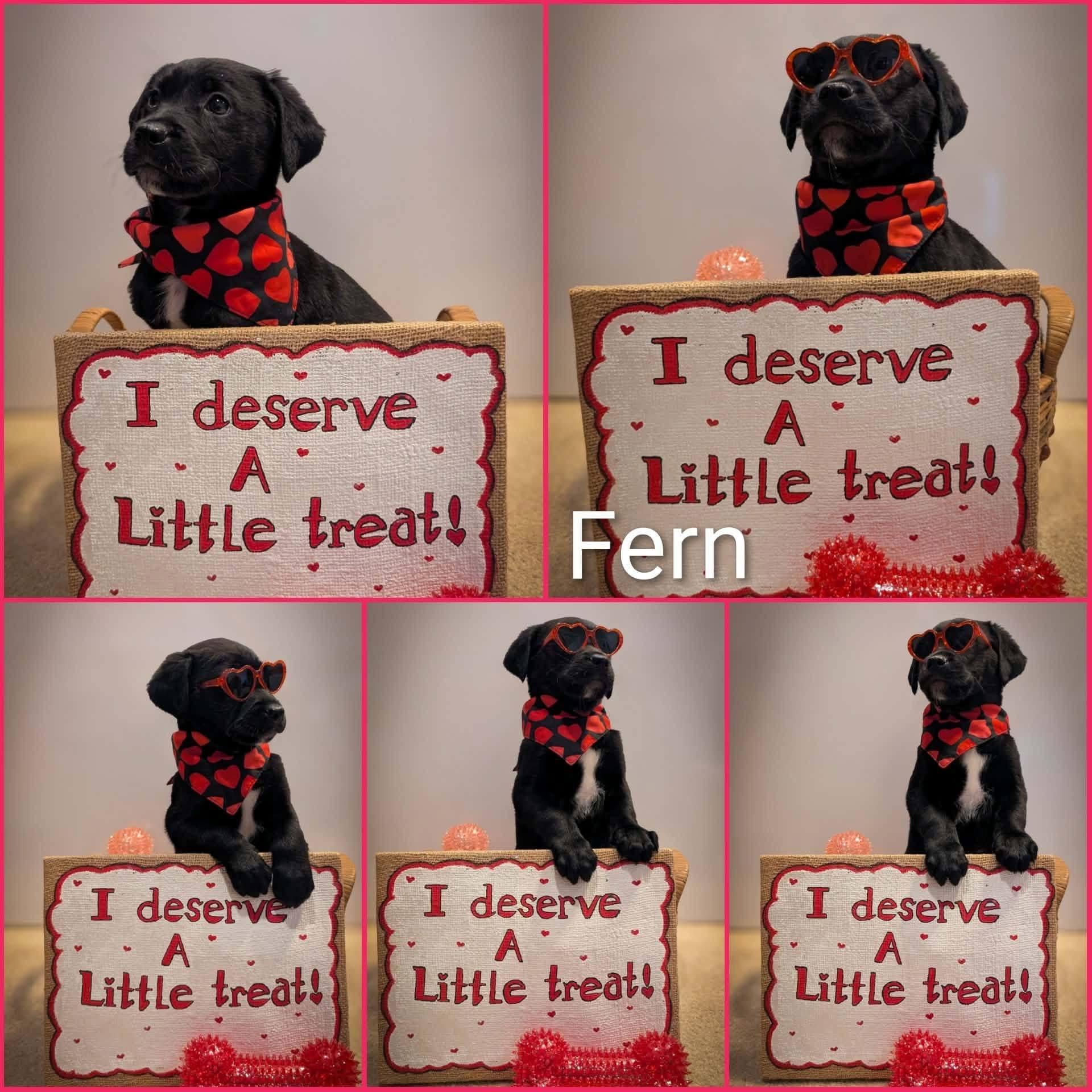 Fern, ADOPTABLE, Puppy Male Labrador Retriever.