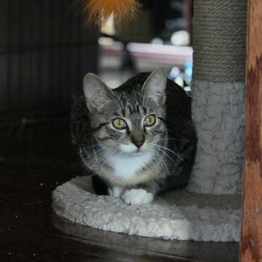 Bindy C69773, Adoptable, Young Male Domestic Medium Hair.