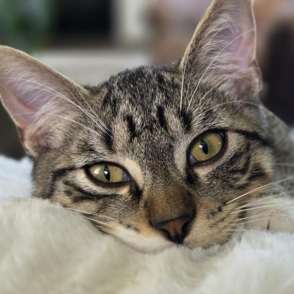 Enlarge Bindy C69773, a Adoptable Domestic Medium Hair in Minnetonka, MN image 2/6