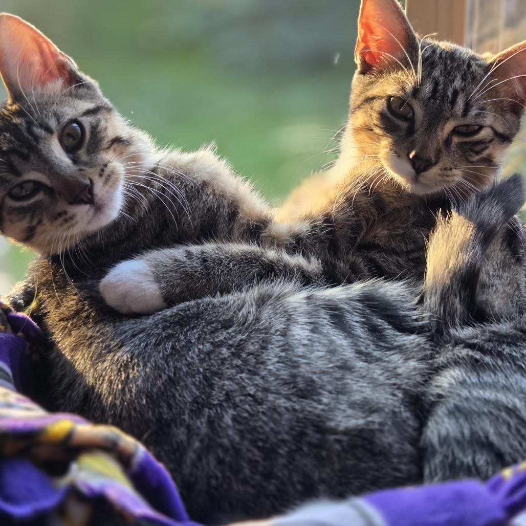 Enlarge Bindy C69773, a Adoptable Domestic Medium Hair in Minnetonka, MN image 3/6