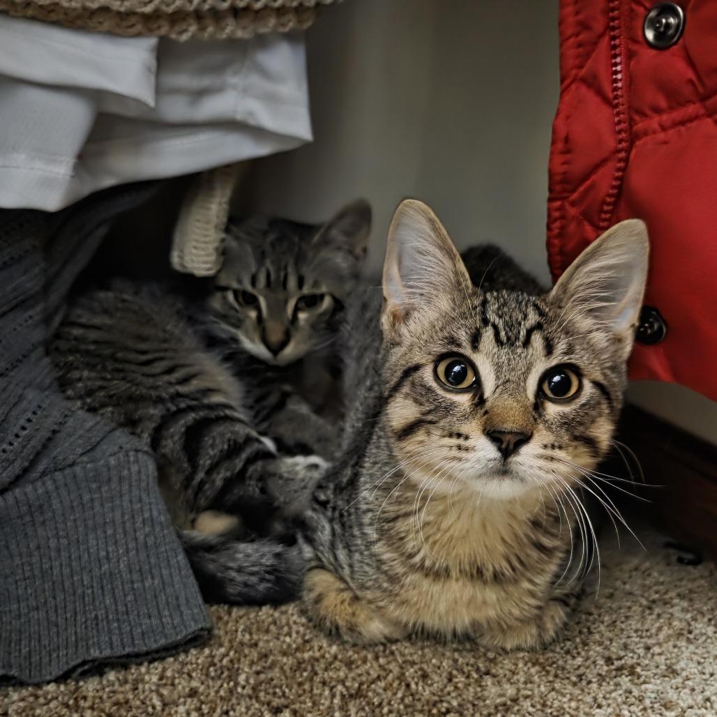 Enlarge Bindy C69773, a Adoptable Domestic Medium Hair in Minnetonka, MN image 4/6