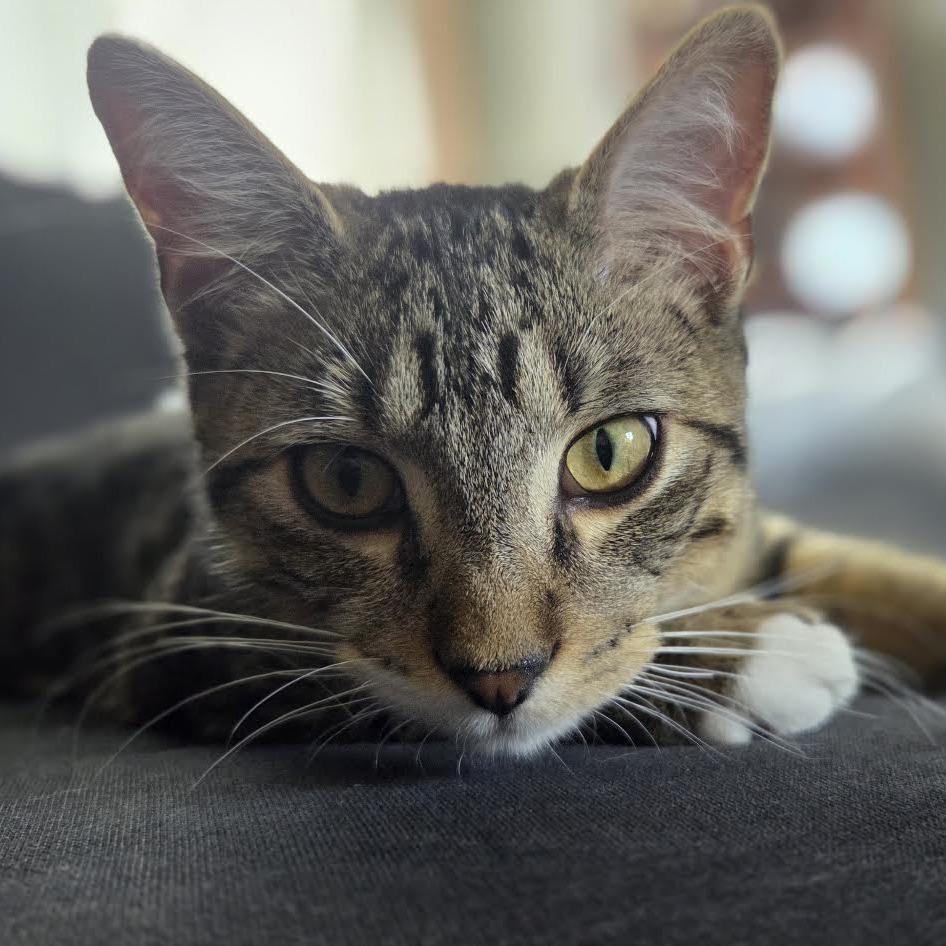 Enlarge Bindy C69773, a Adoptable Domestic Medium Hair in Minnetonka, MN image 5/6
