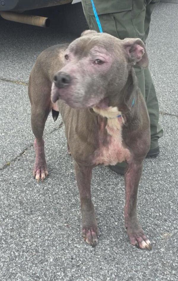 Enlarge 26-02-0349b June, a Adoptable mixed breed in Dallas, GA image 2/2