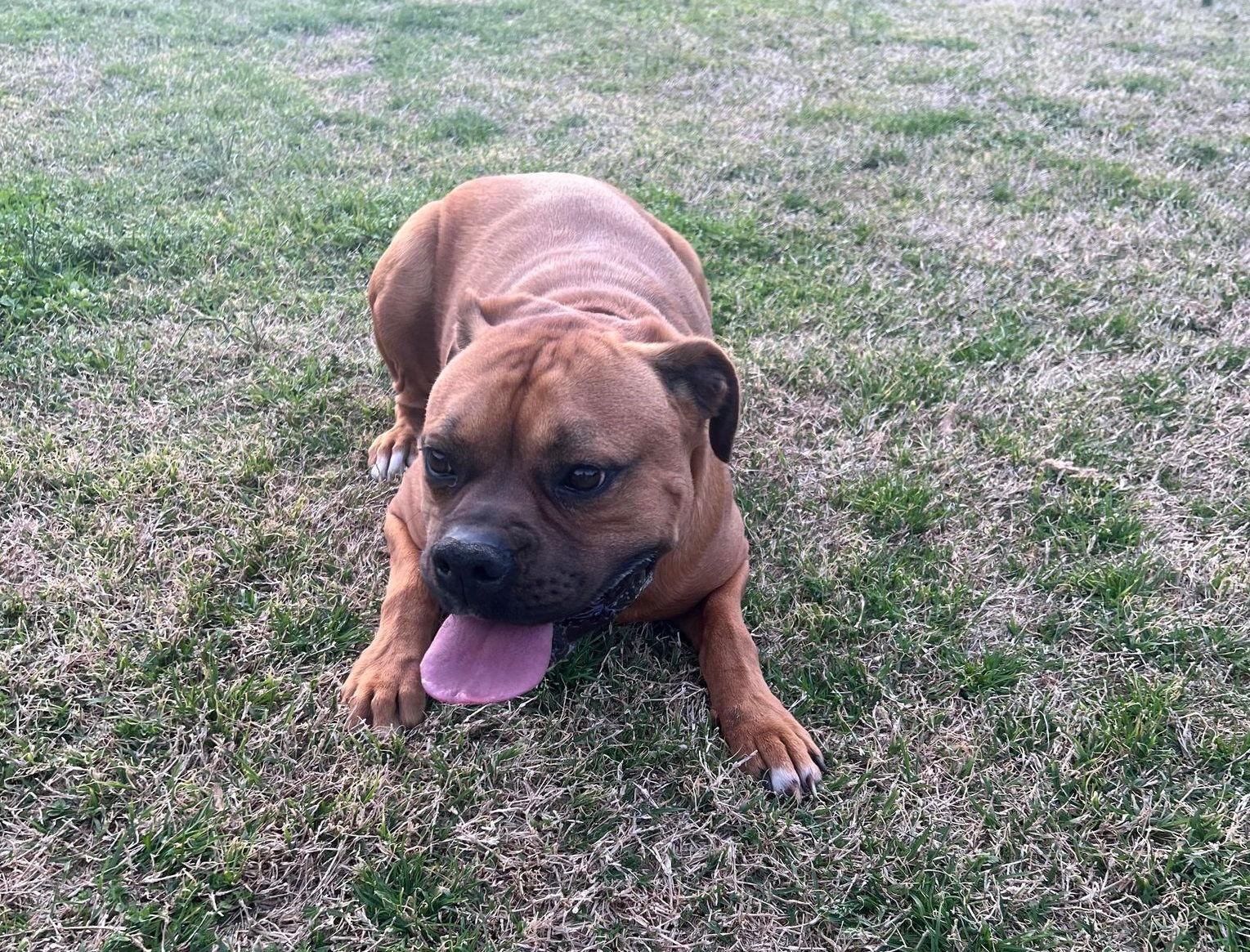 Tucker - ADOPTION PENDING!!!, Adoptable, Young Male Boxer.