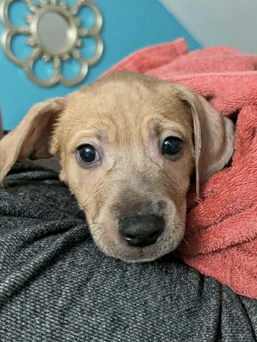 Tommy, Adoptable, Puppy Male Pit Bull Terrier & Mixed Breed.