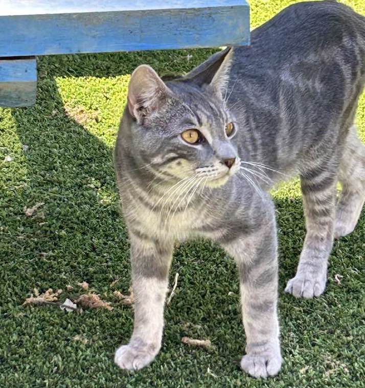 ROBIN, a Adoptable Domestic Short Hair in Vacaville, CA image 1/2