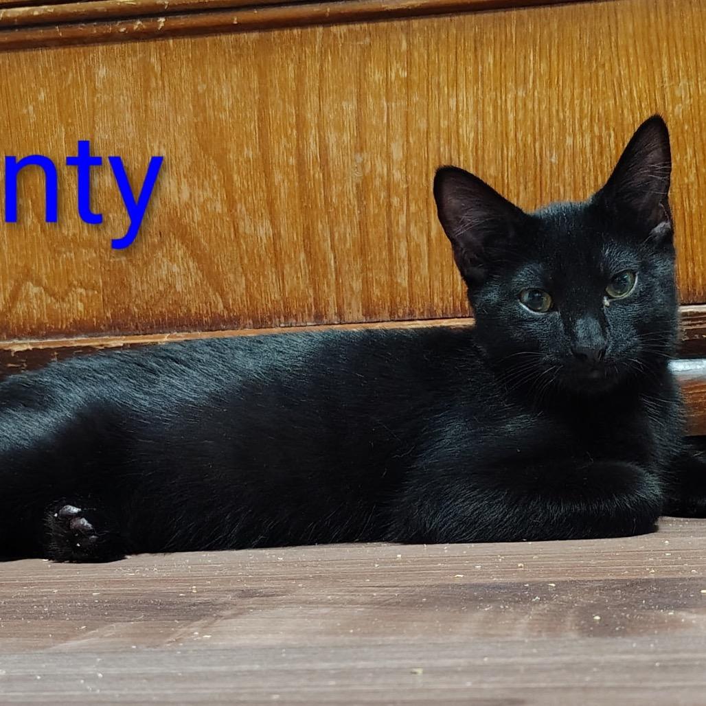 Monty, Adoptable, Kitten Male Domestic Short Hair.