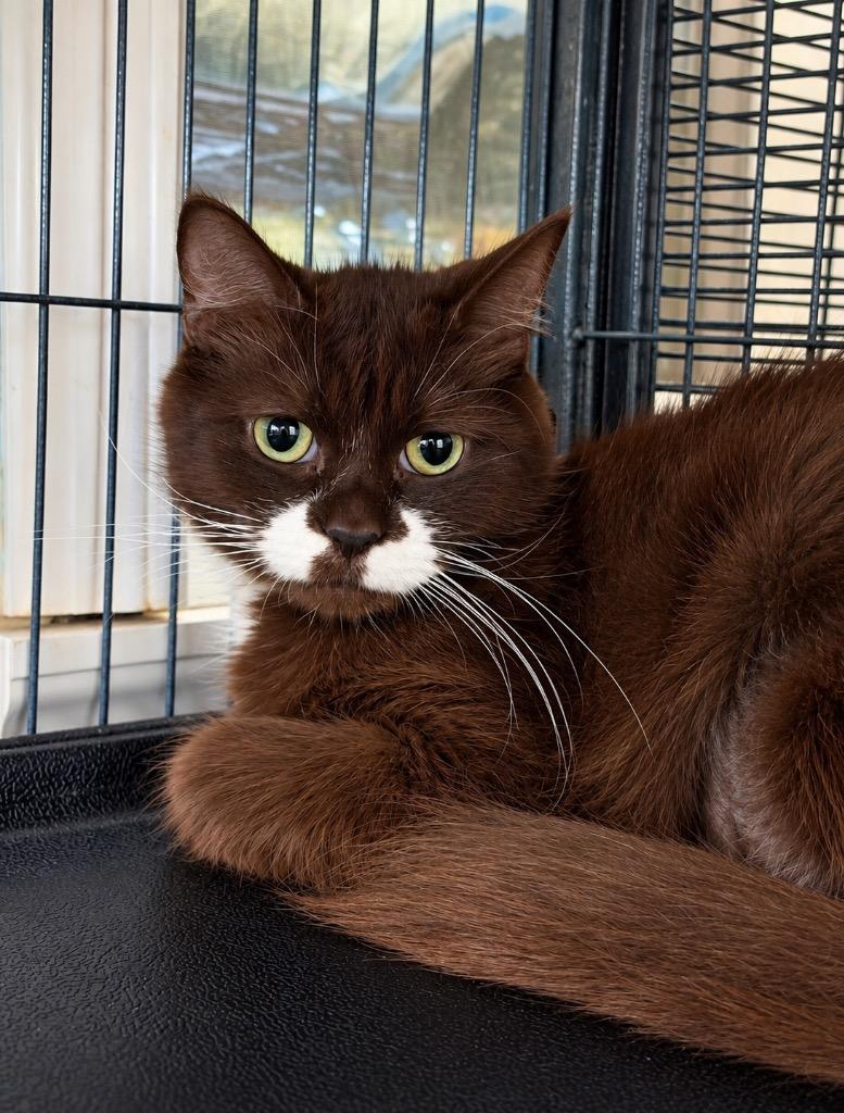 Mildred, Adoptable, Adult Female Domestic Long Hair.