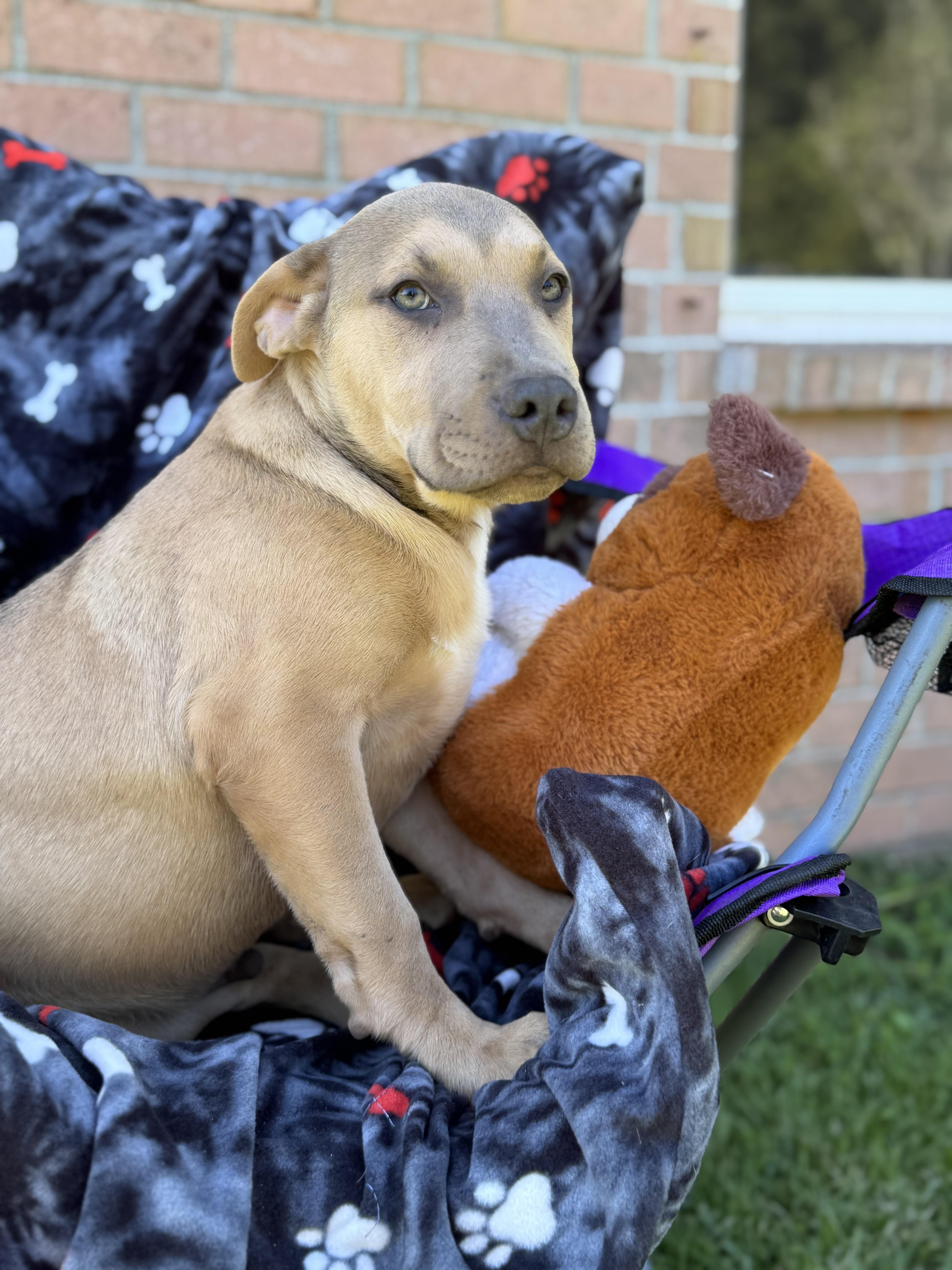 ASLAN….playful, sweet, and CUDDLY!!!, a Adopted mixed breed in Cantonment, FL image 1/6