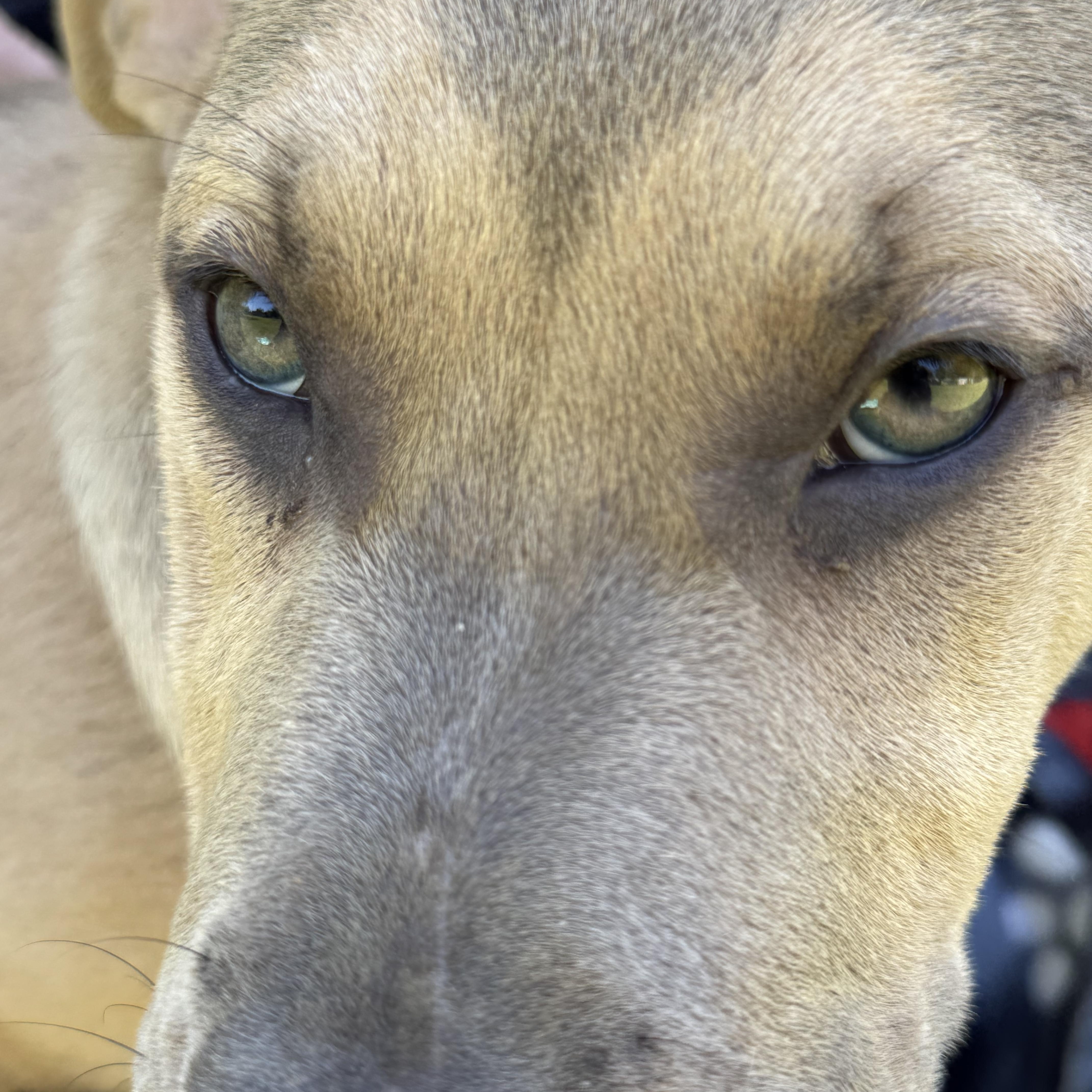 ASLAN….playful, sweet, and CUDDLY!!!, a Adopted mixed breed in Cantonment, FL image 2/6