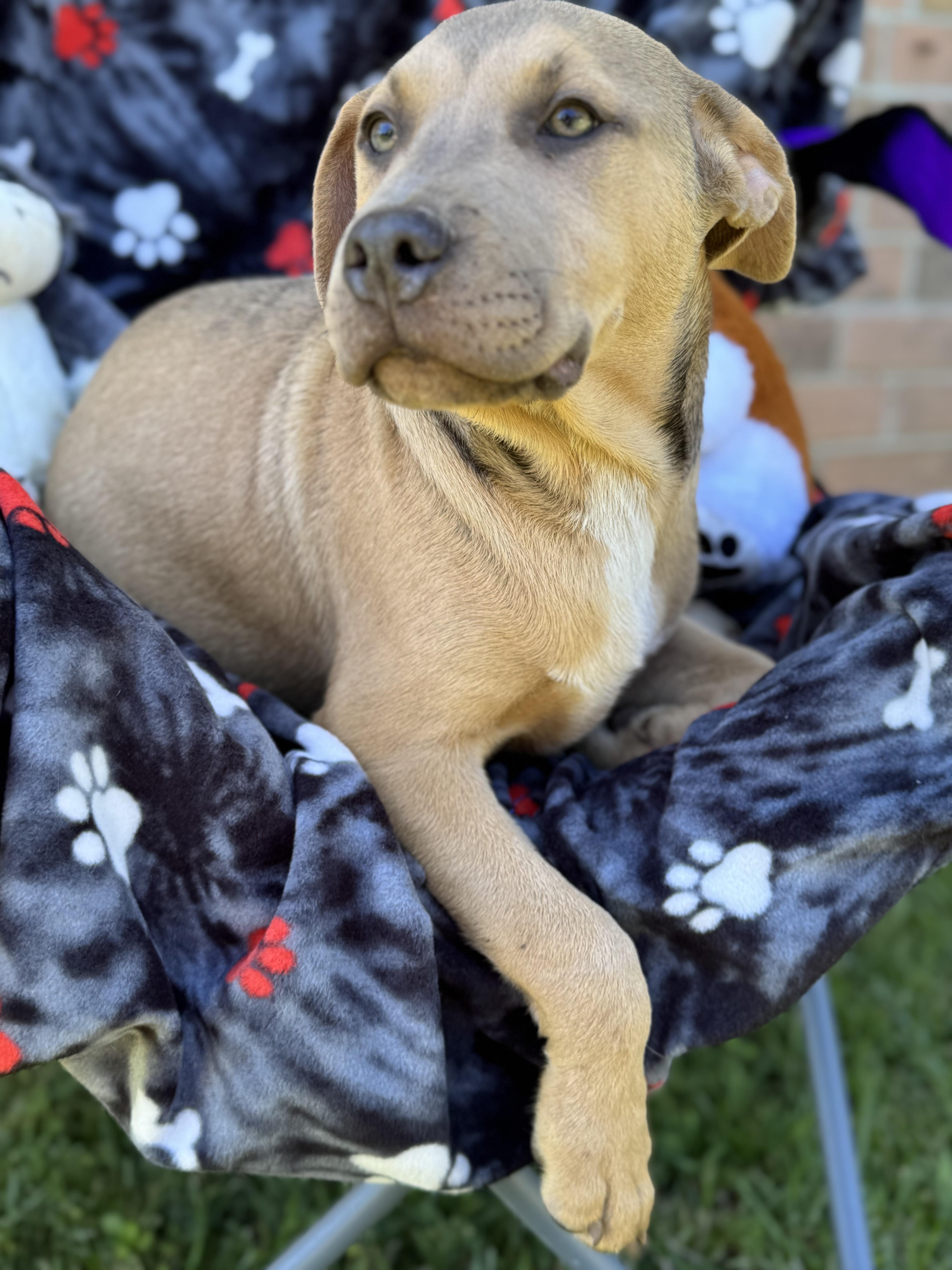ASLAN….playful, sweet, and CUDDLY!!!, a Adopted mixed breed in Cantonment, FL image 3/6