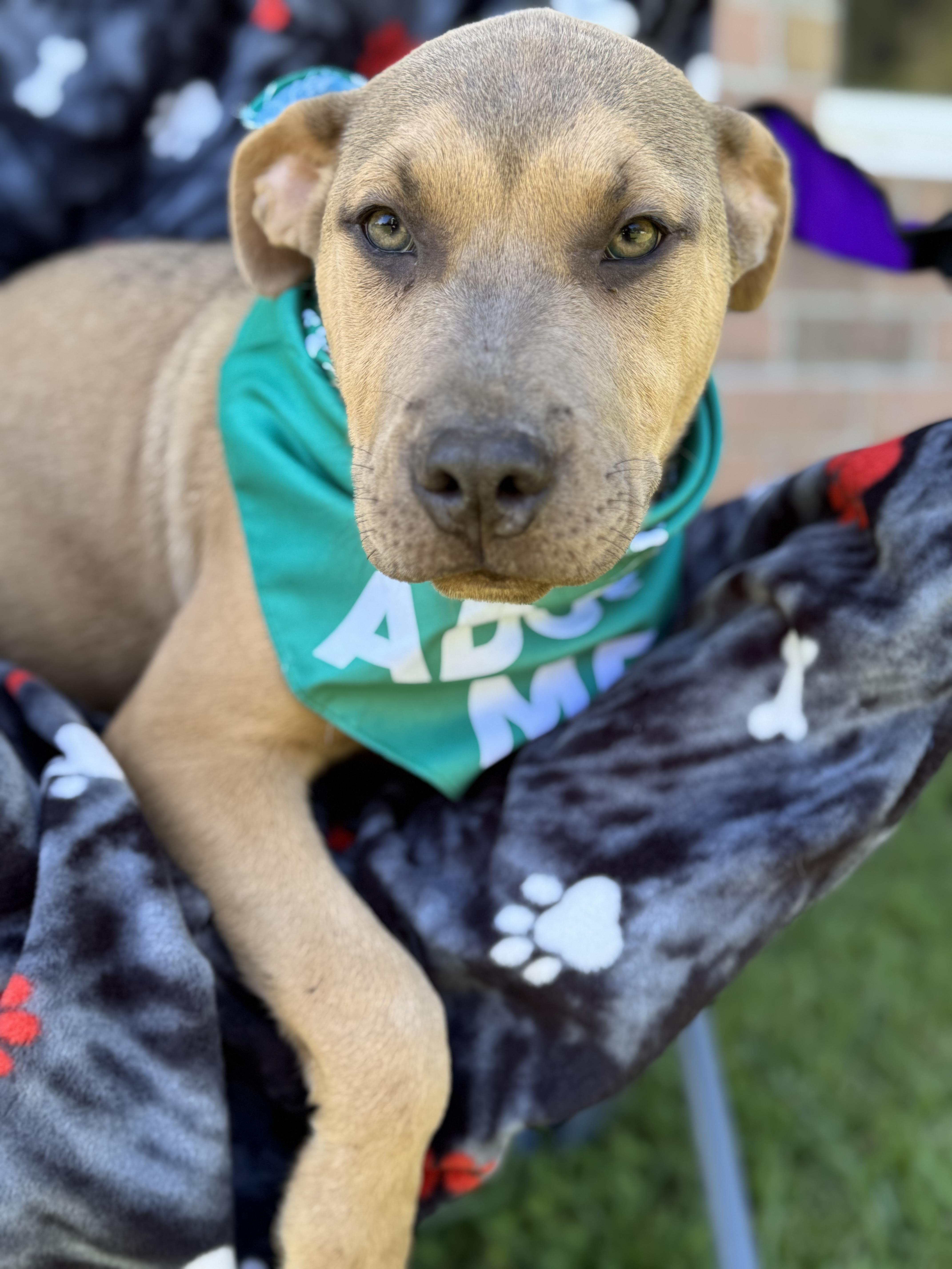 ASLAN….playful, sweet, and CUDDLY!!!, a Adopted mixed breed in Cantonment, FL image 4/6