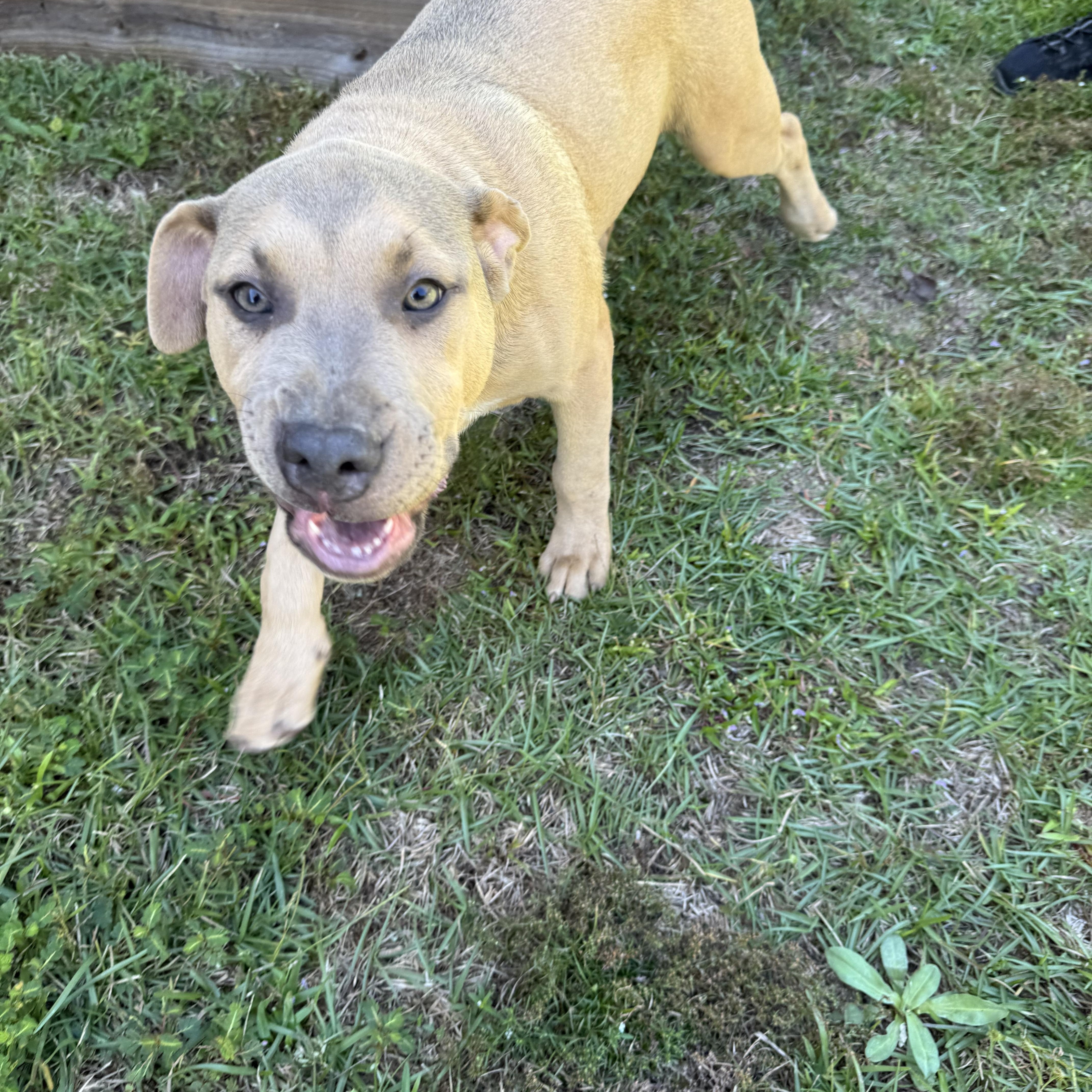 ASLAN….playful, sweet, and CUDDLY!!!, a Adopted mixed breed in Cantonment, FL image 5/6