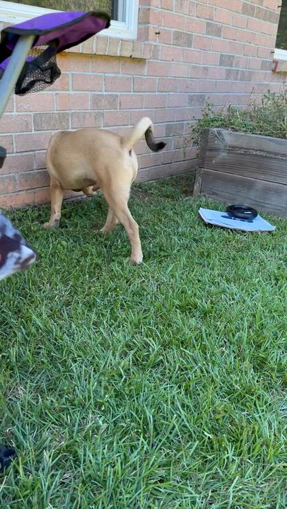 Enlarge ASLAN….playful, sweet, and CUDDLY!!!, a Adopted mixed breed in Cantonment, FL video 6/6
