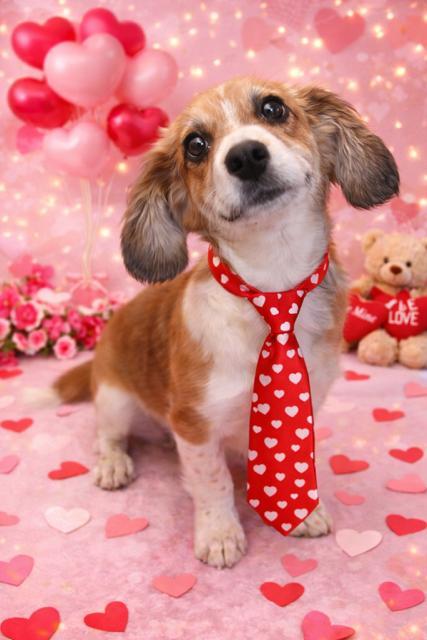 Scrappy, a ADOPTABLE Chiweenie in RUSSIAVILLE, IN image 1/3