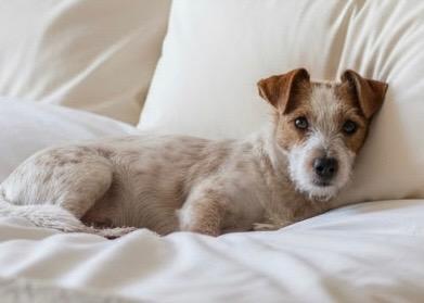 Scrappy, a ADOPTABLE Chiweenie in RUSSIAVILLE, IN image 3/3