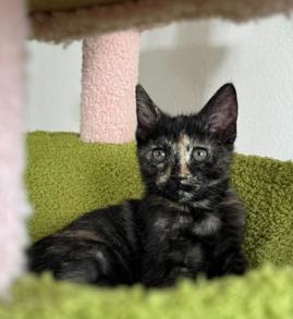 Enlarge Ellie, a Adoptable mixed breed in Escondido, CA image 3/5