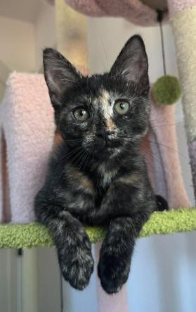 Enlarge Ellie, a Adoptable mixed breed in Escondido, CA image 4/5