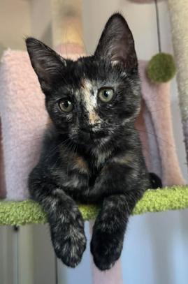 Ellie, Adoptable, Kitten Female Tortoiseshell.