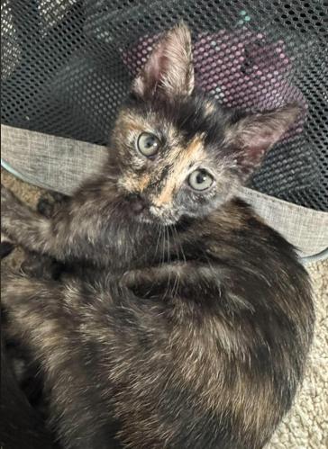 Enlarge Ellie, a Adoptable mixed breed in Escondido, CA image 2/5