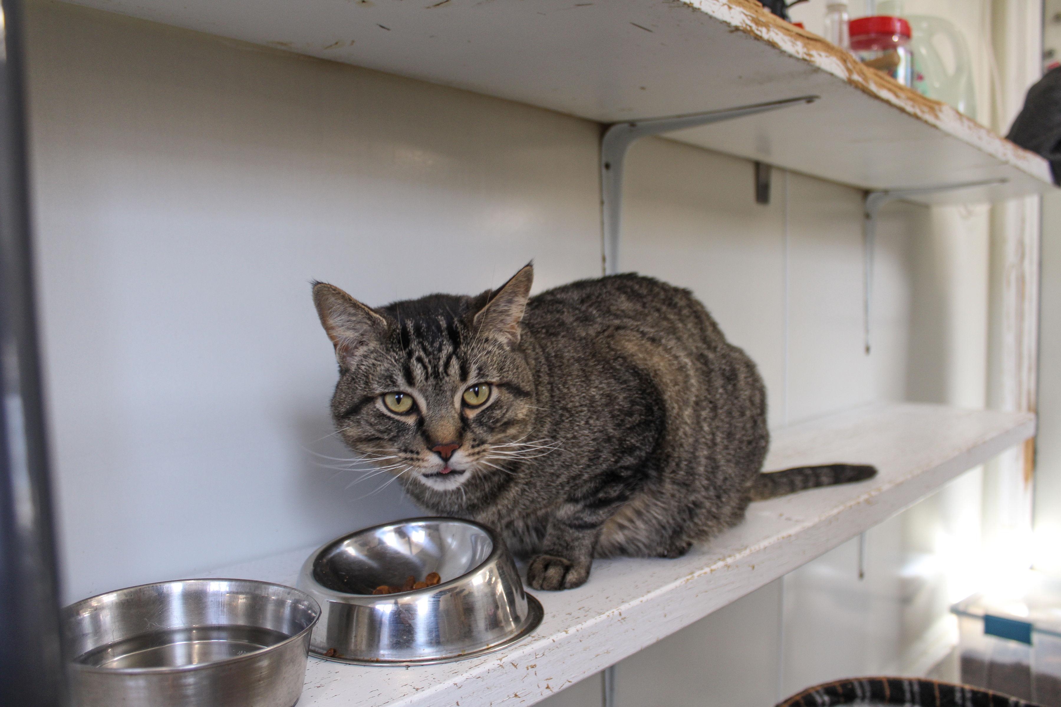 Enlarge Bugatti, a ADOPTABLE Domestic Short Hair in Ashland, OH image 2/2