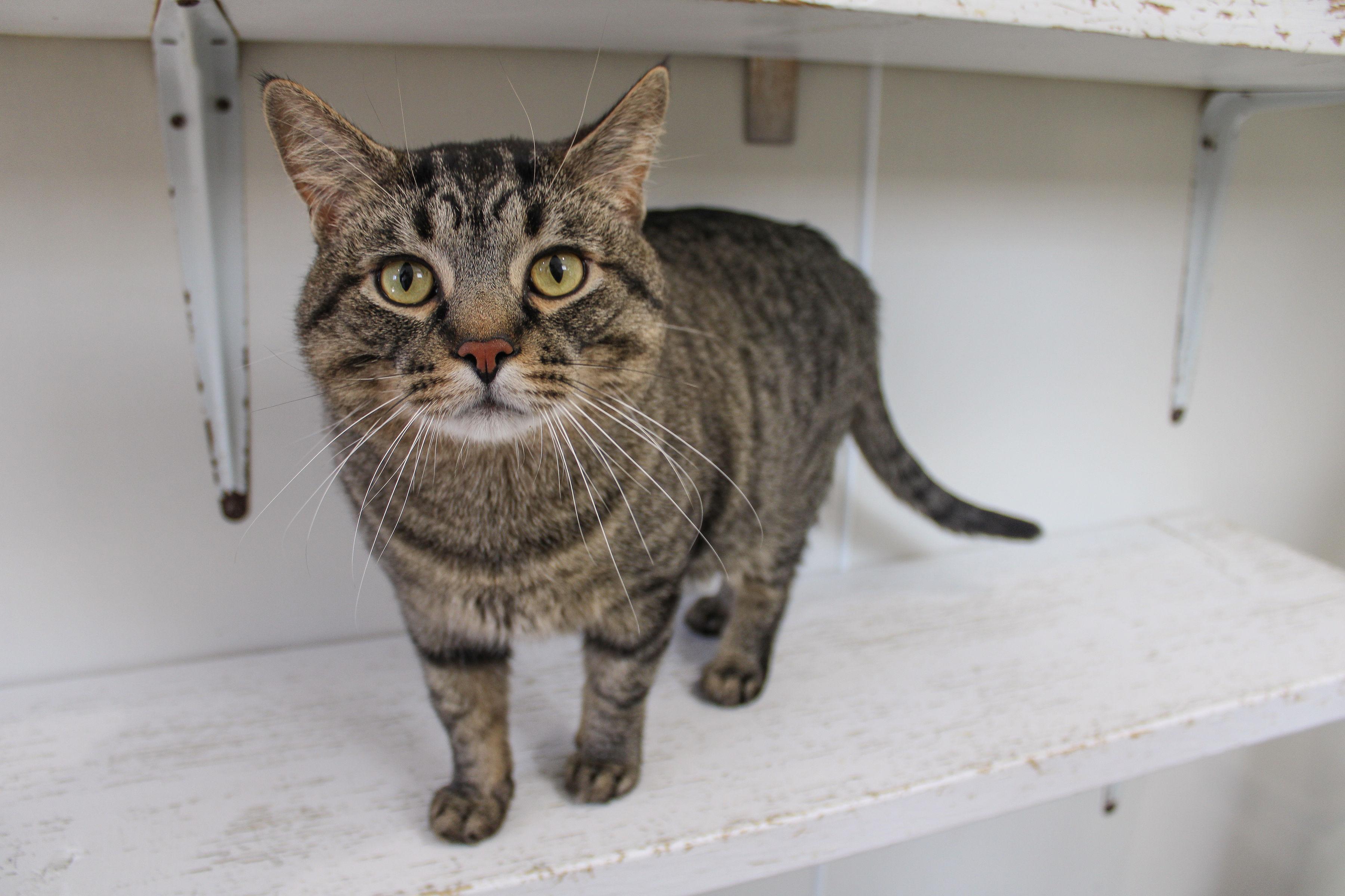 Bugatti, ADOPTABLE, Young Male Domestic Short Hair.