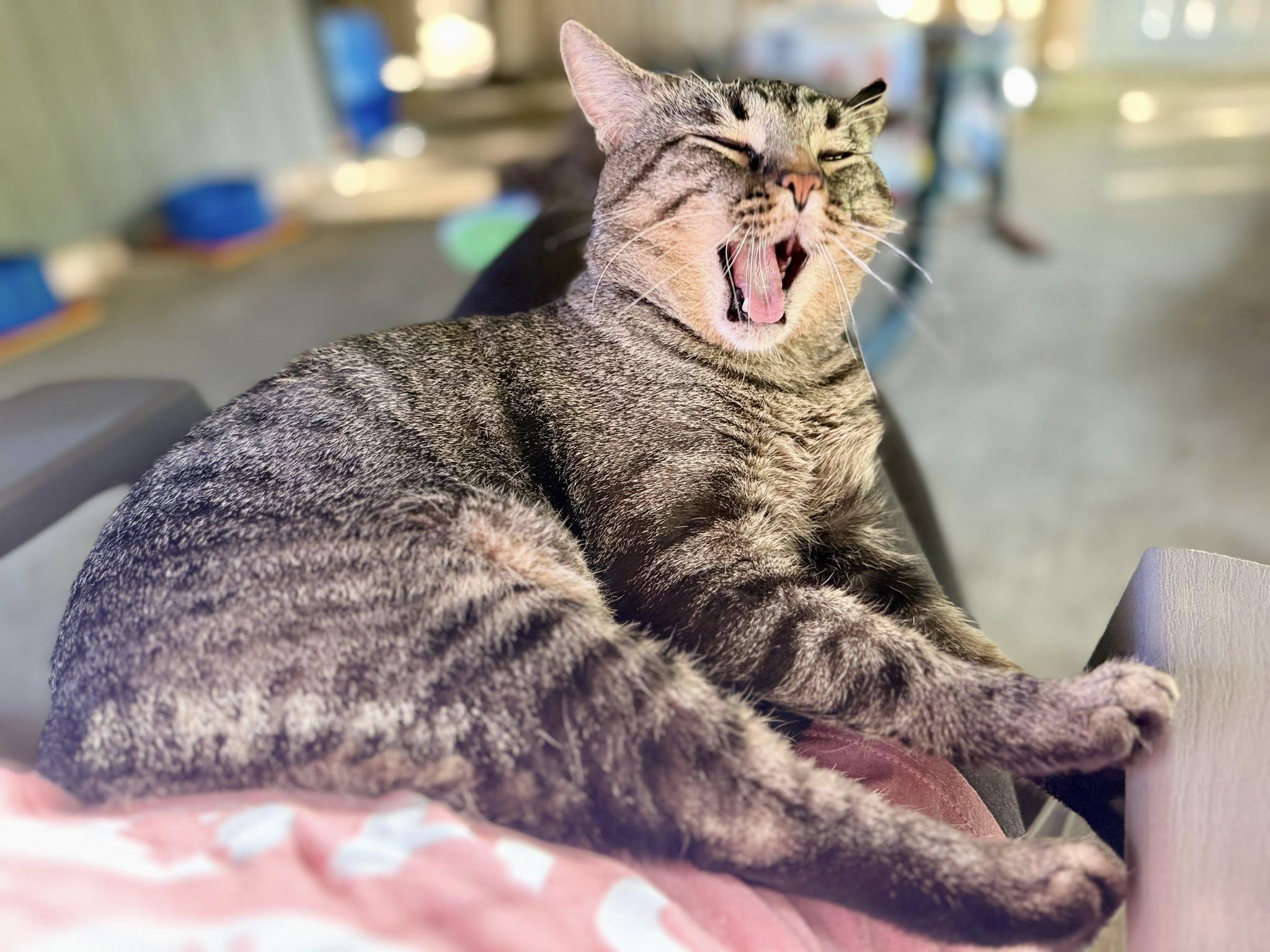 Enlarge Bugatti, a ADOPTABLE Domestic Short Hair in Ashland, OH image 1/5