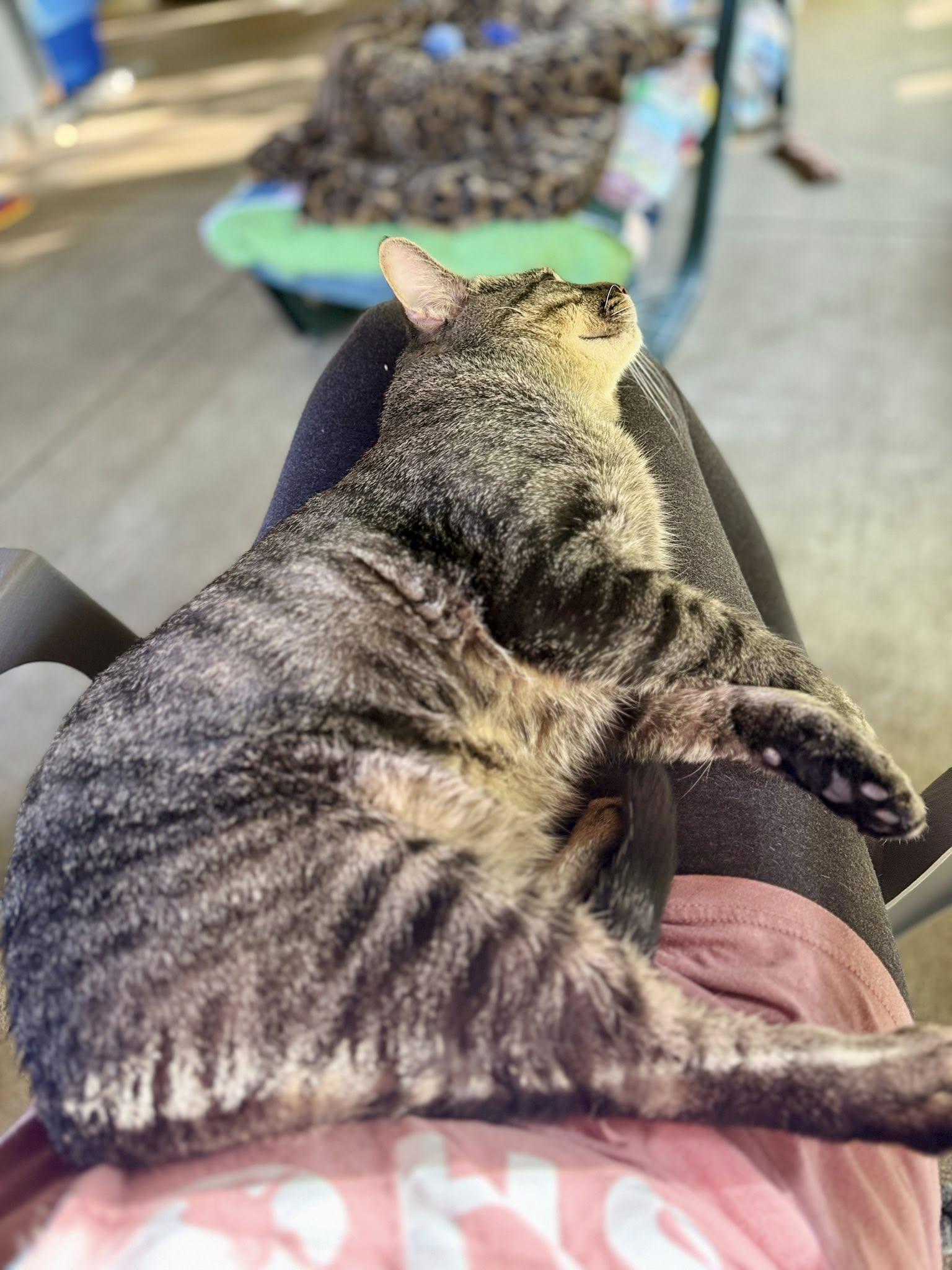 Enlarge Bugatti, a ADOPTABLE Domestic Short Hair in Ashland, OH image 3/5