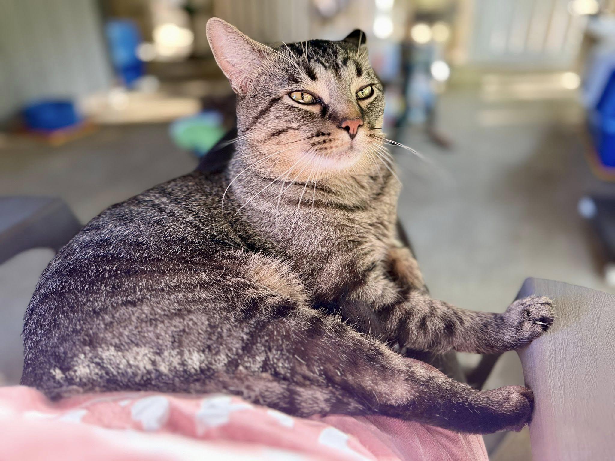 Enlarge Bugatti, a ADOPTABLE Domestic Short Hair in Ashland, OH image 2/5