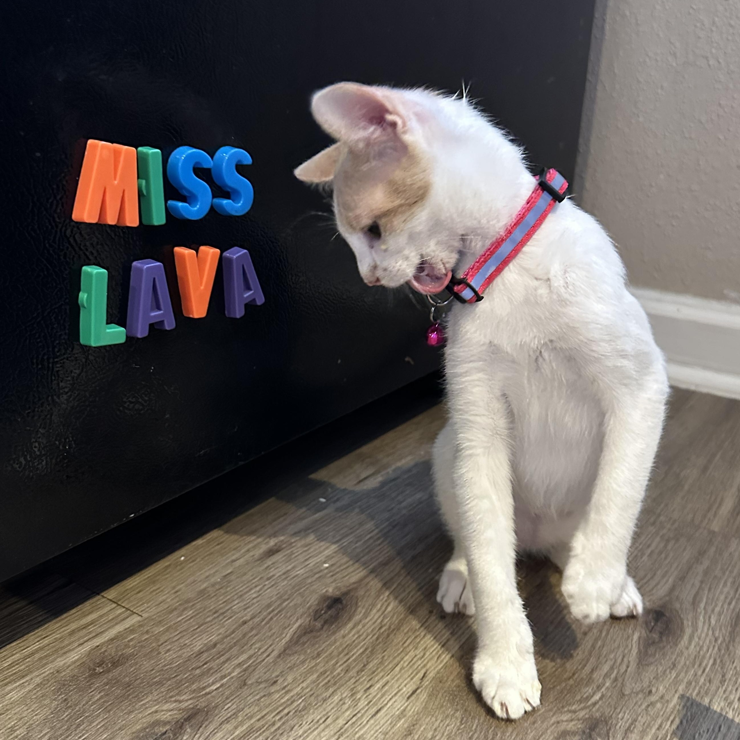 Lava, Adoptable, Young Female Domestic Short Hair.