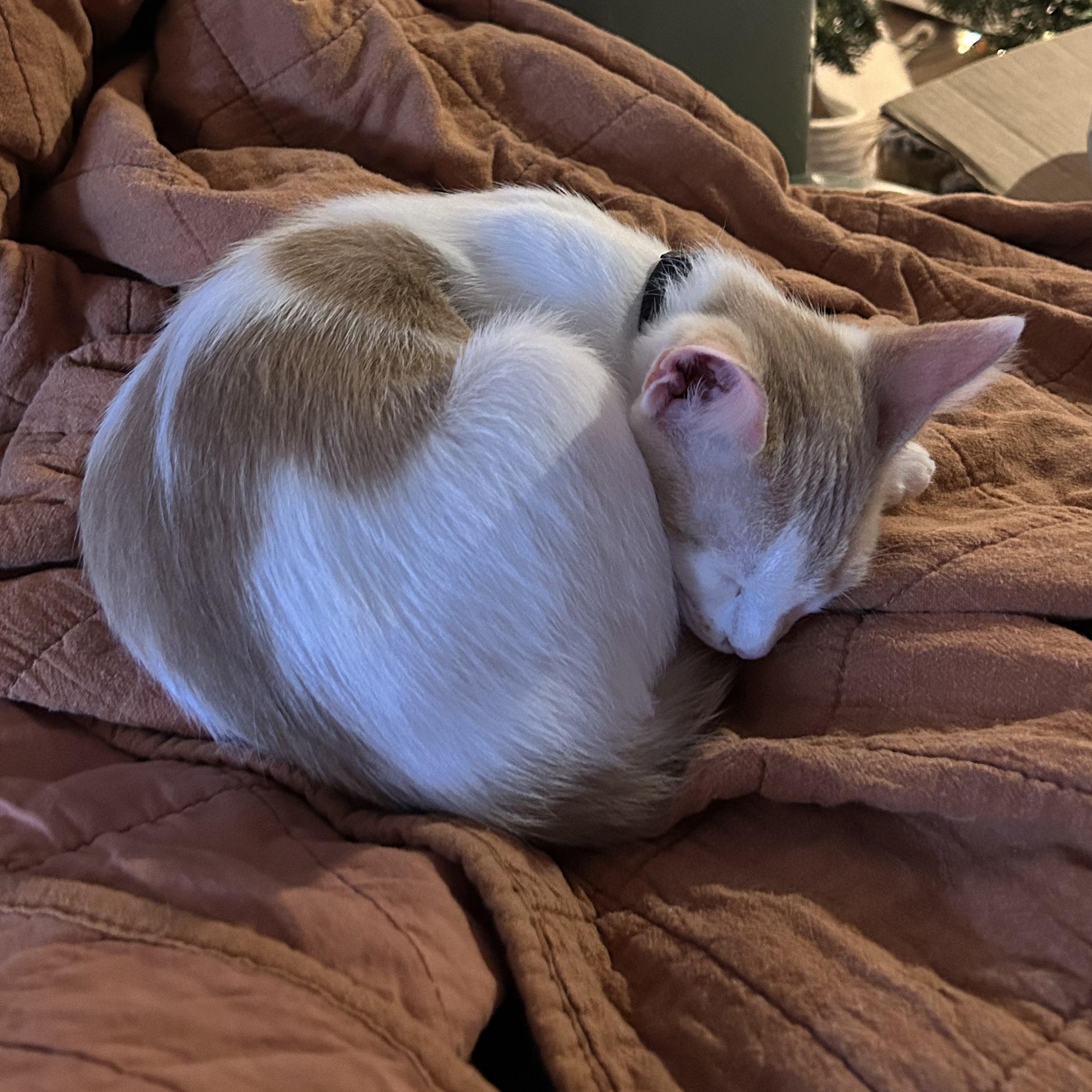 Enlarge Lava, a Adoptable Domestic Short Hair in Bryan, TX image 2/6