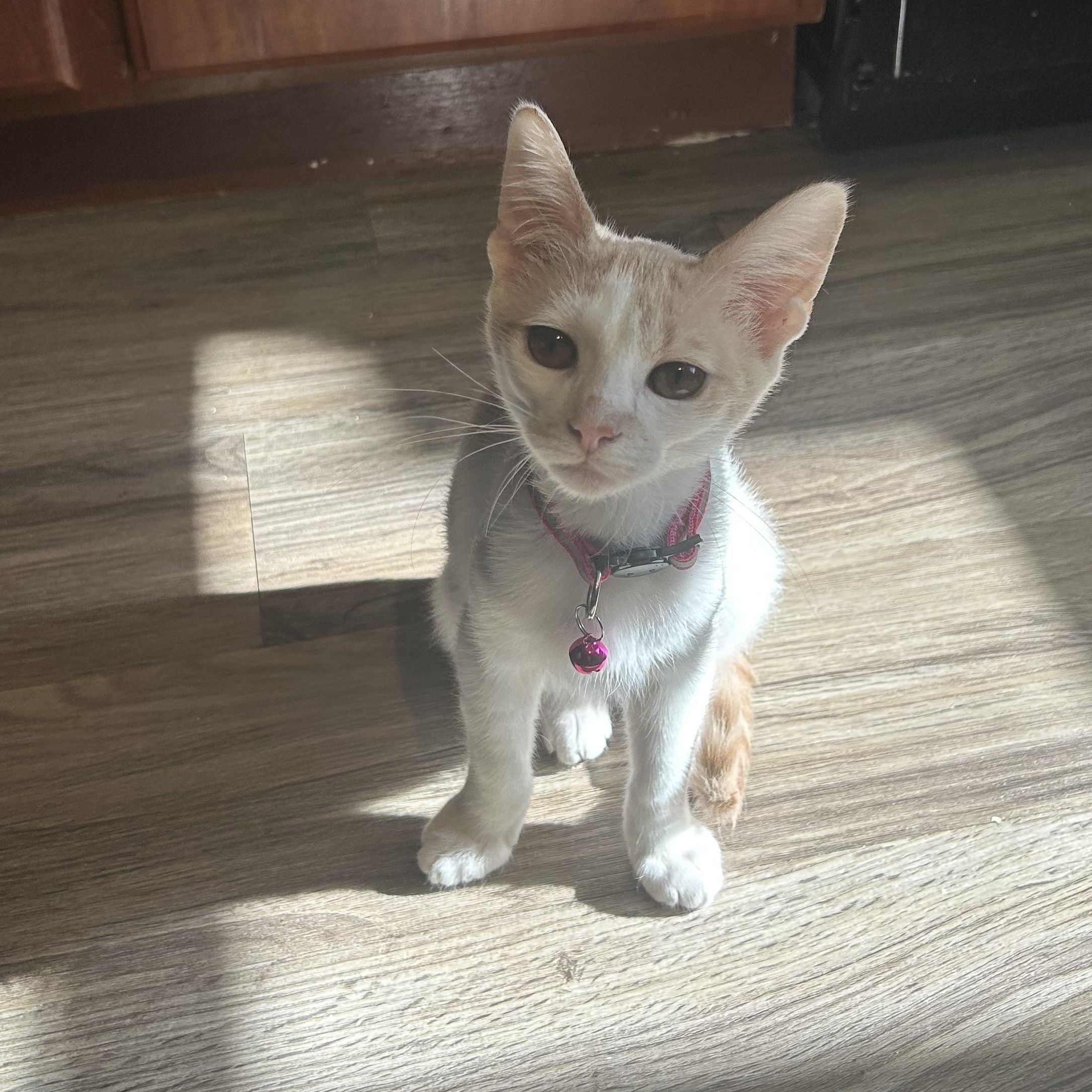 Enlarge Lava, a Adoptable Domestic Short Hair in Bryan, TX image 6/6