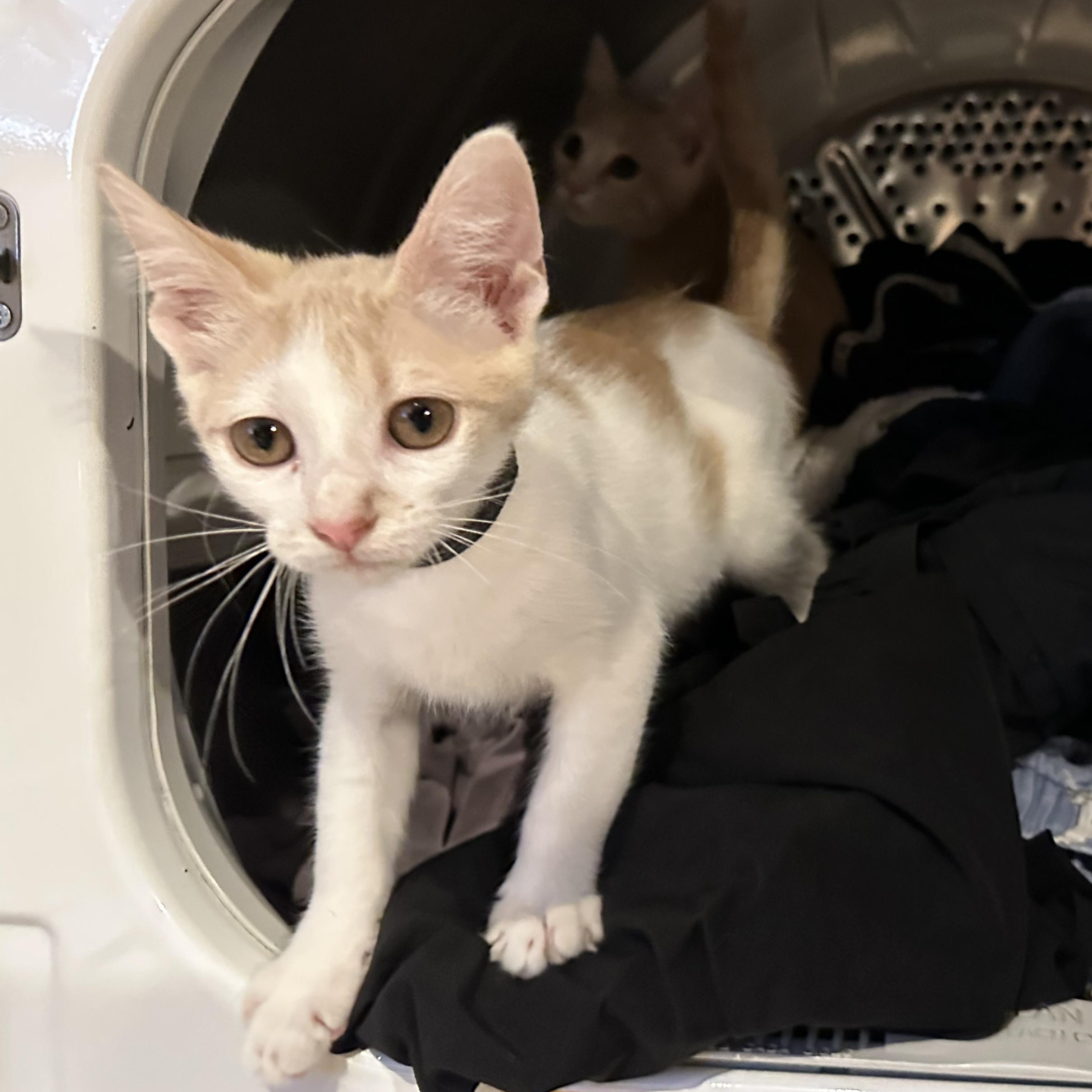 Enlarge Lava, a Adoptable Domestic Short Hair in Bryan, TX image 3/6