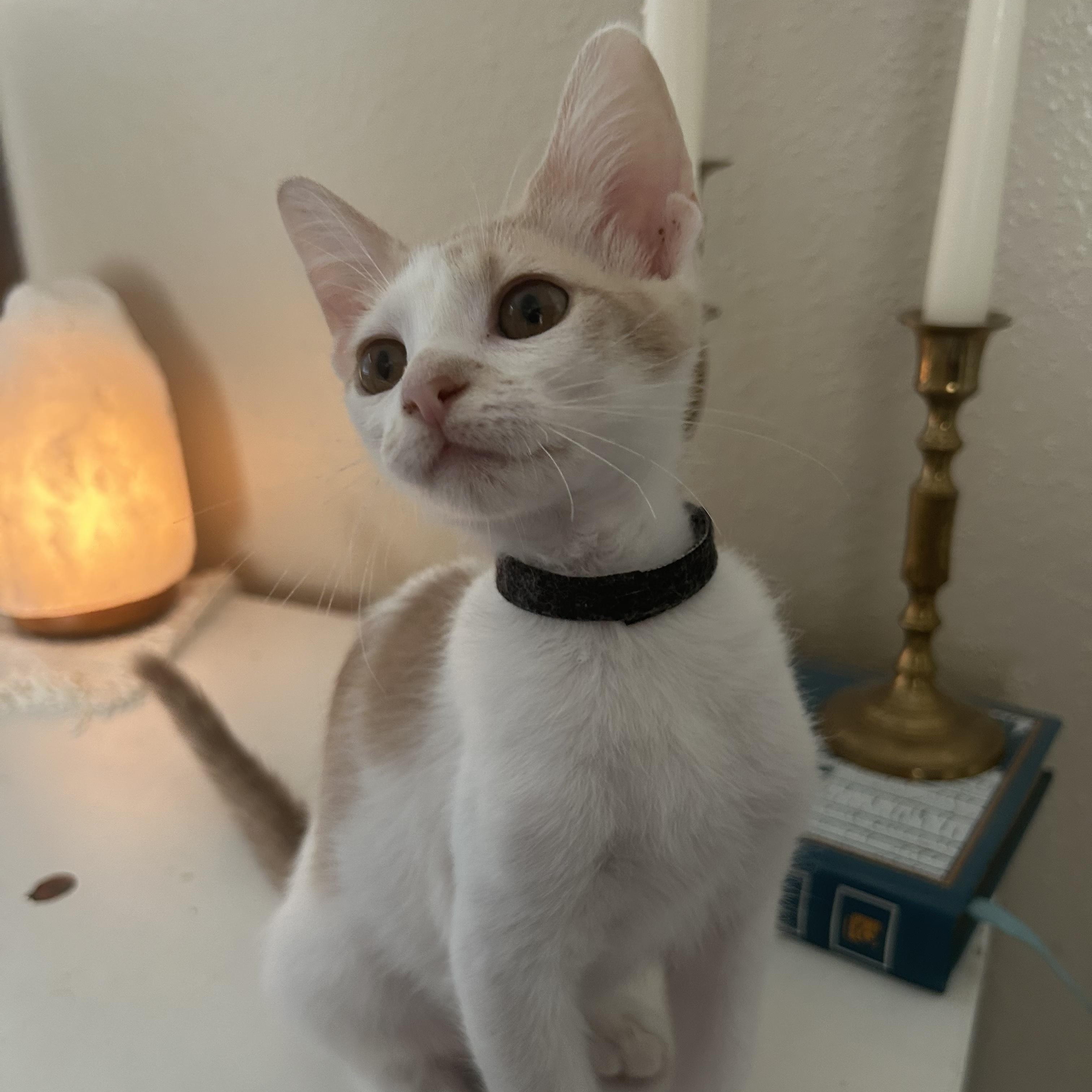 Enlarge Lava, a Adoptable Domestic Short Hair in Bryan, TX image 4/6